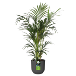 all-in-1 brussel rond 25 + swi 24 anthracite